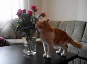 Котовторник 21.06.16