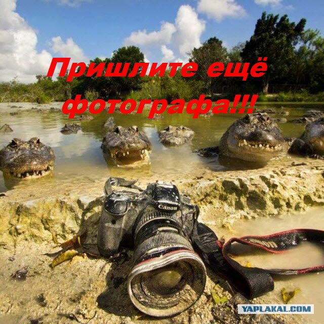 Про крокодилов