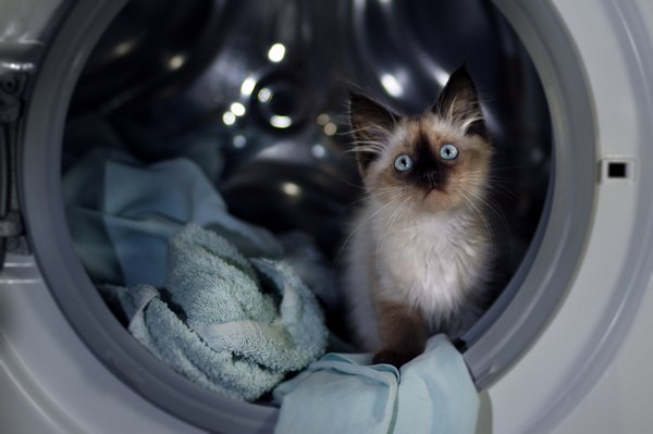 Прикольные животные