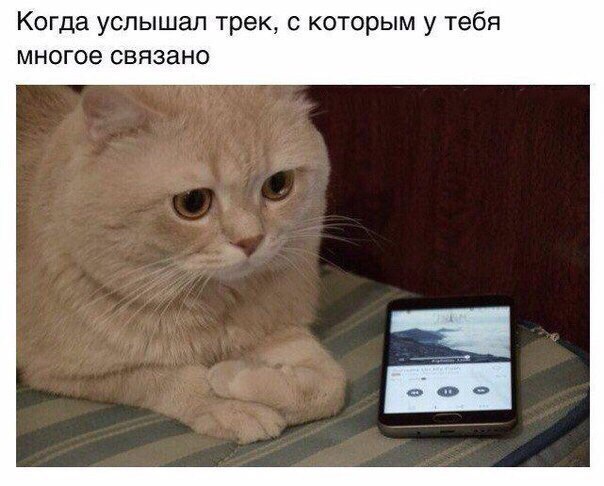 Прикольные животные