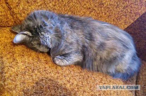 Котовторник 22.11.2016