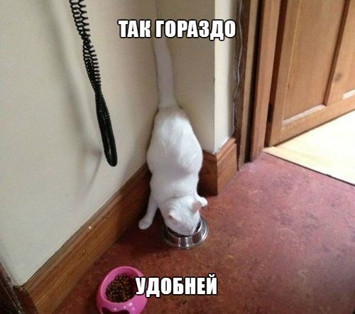 Коты из сети