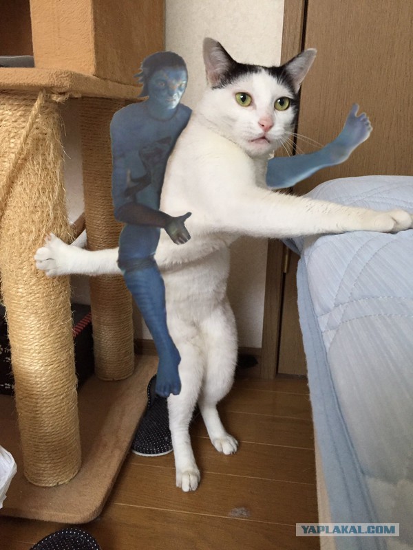 Фотожабы: Застрявшая кошка