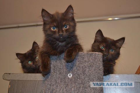 Котовторник 2.05.2017