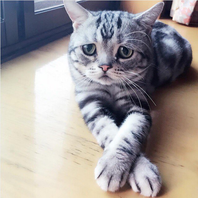 Коты и Кошки