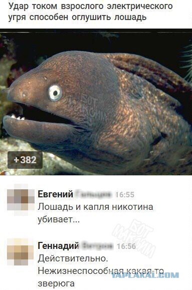 Смешные комментарии из социальных сетей 19.05.2017