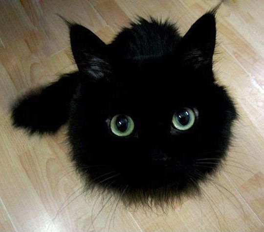 Коты и Кошки