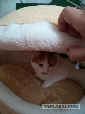 Котовторник 24.10.2017
