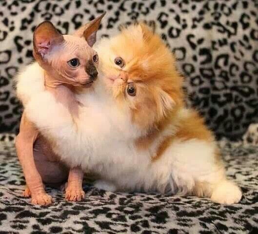 Коты и Кошки