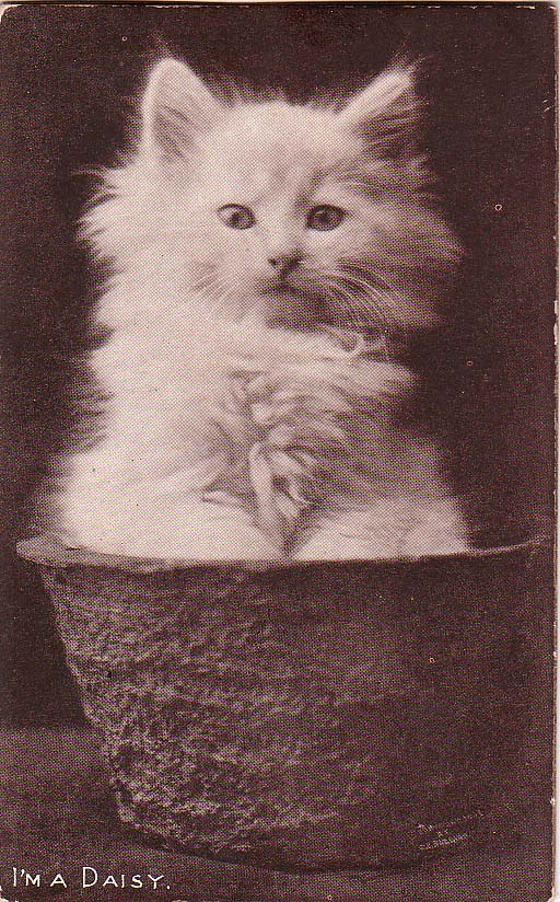 Винтажные кошки (47 фот)