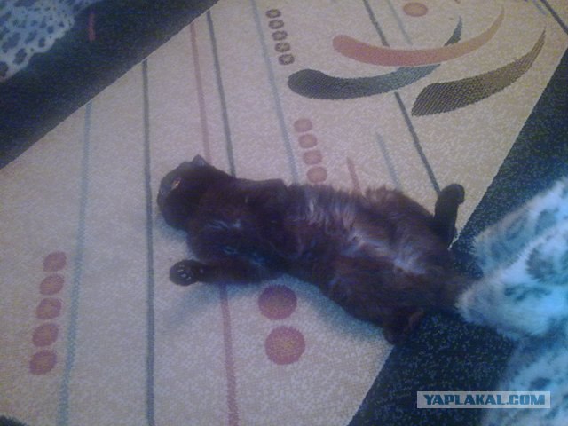Котовторник с Максом