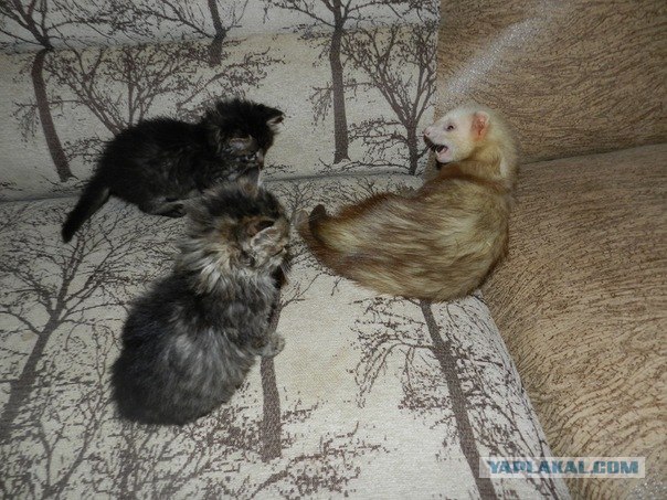 Котовторник так котовторник!