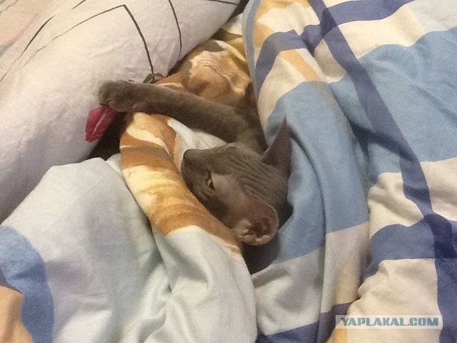 Котовторник   5.06.2012