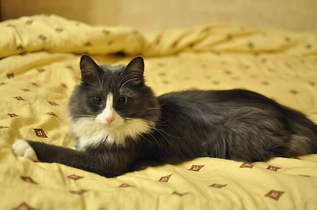 Моя красотка