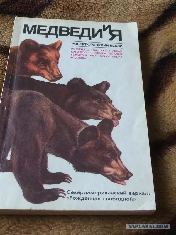 Медвежата в Крыму учатся лазать по деревьям