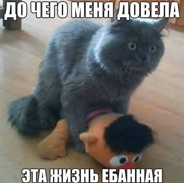 К котовторнику: подборка картинок-баянов с котиками и про котиков. Выпуск 32.