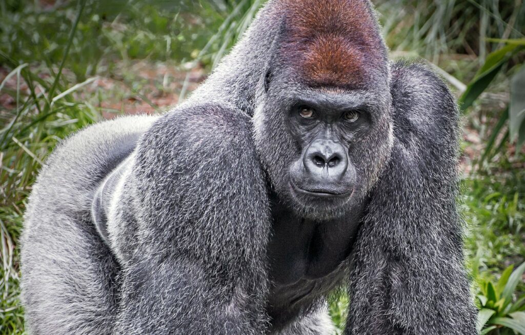 Огромная сила обезьян,как это работает?