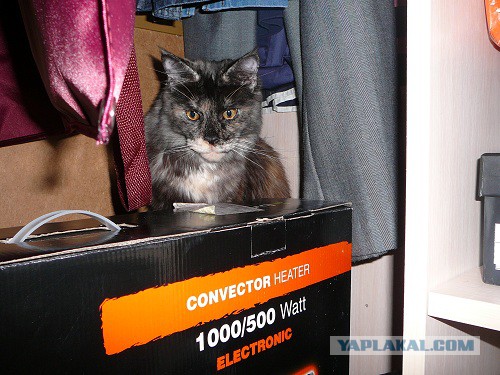 С Котовторником!