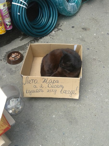 Котовторник 27.5.2014