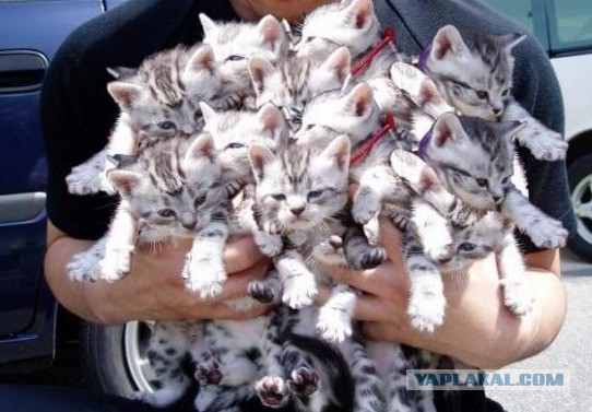 Котята в духовке