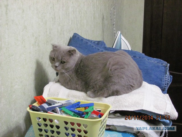 Котовторник 25.11.2014