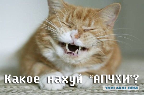 Известные котомемы.