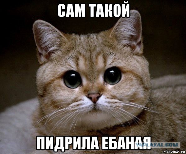 Инопланетное происхождение кошек