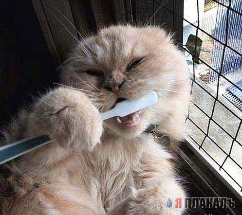 Коты, кошки, котята
