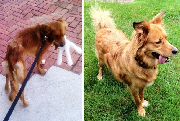 Трогательные фотографии собак, сделанные до и после того, как они обрели свой дом