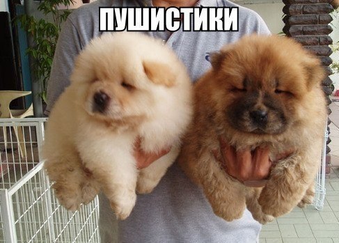 Прикольные животные