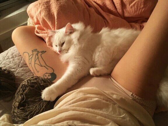 Коты и Кошки
