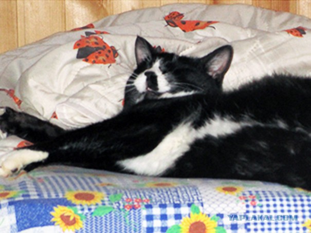 Котовторник  05.12.2017