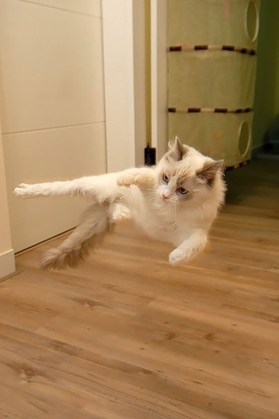 Коты и Кошки