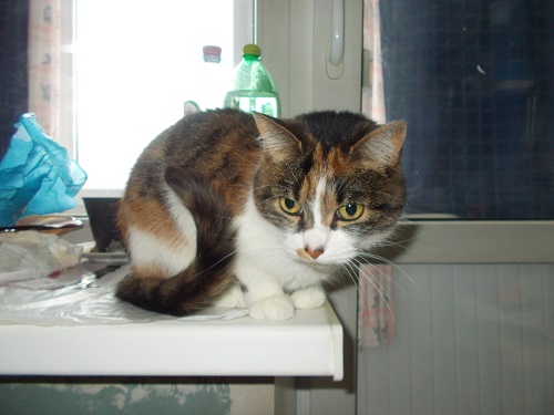 Котовторник  23.01.2018