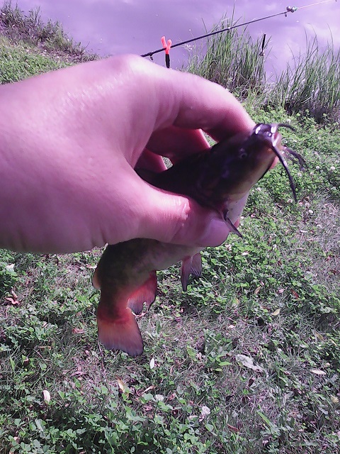 Почему сомы считаются аллигаторами российских рек