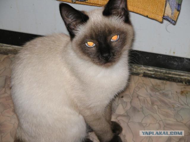 Котовторник на ЯПлакалъ 08.07.2008