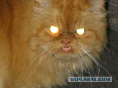Кошак в шоке