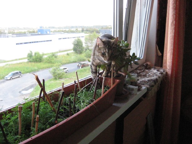 Котовторник на 24 августа