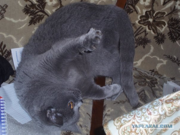 Как же можно про котовторник забыть?!