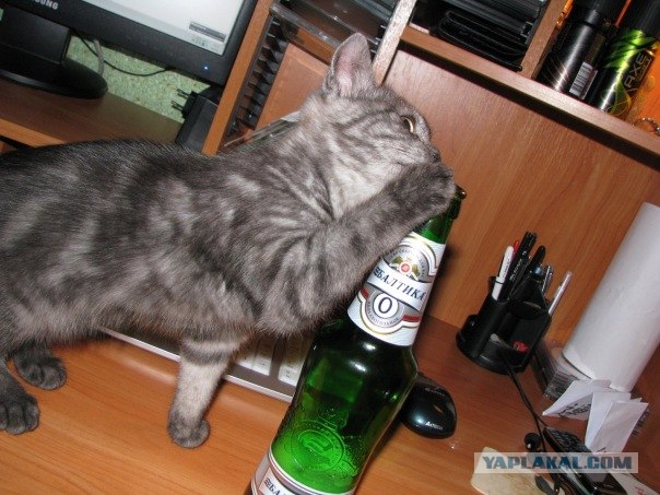 Котовторник 4.01.2011 - первый котовторник года