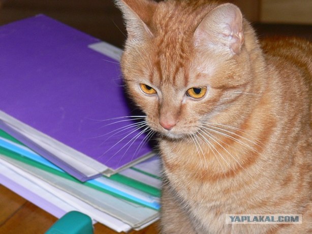 Котовторник