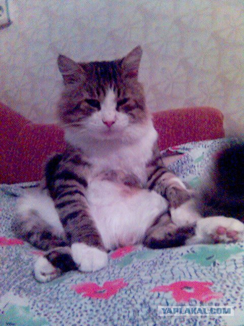 Котовторник так котовторник!