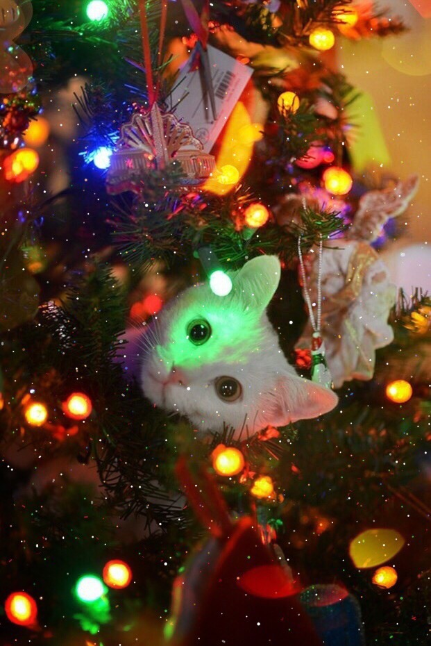 Прикольных котов пост