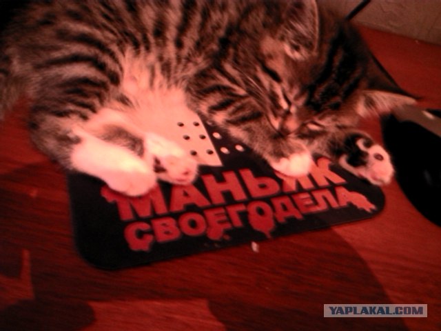Котовторник   5.06.2012