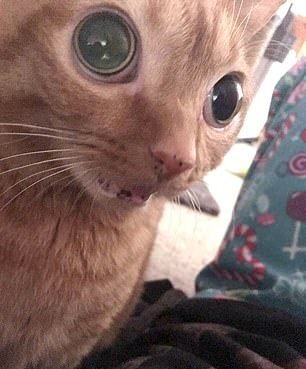 Забавные фото котеек