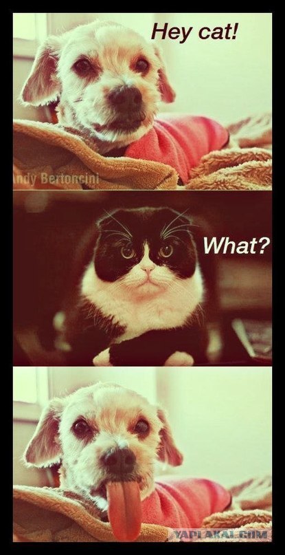 Кому котика?