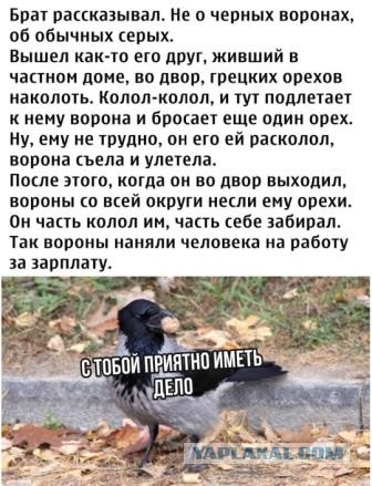 Кретинизмы из сети 20.12.20