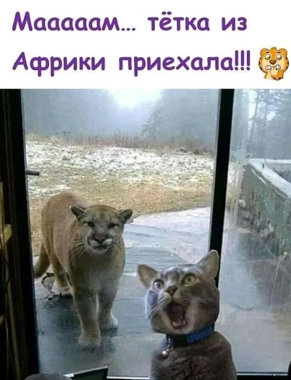 В завершение котовторника.