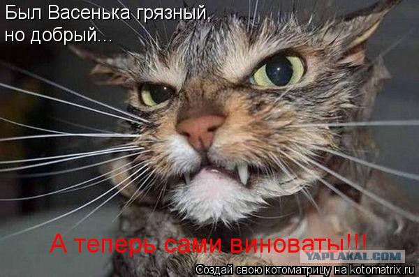 Этот кот сломан, несите нового