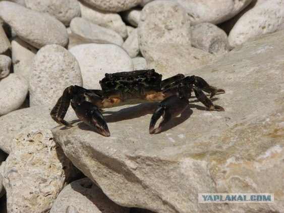 Мыс Тарханкут - самая западная точка Крыма.